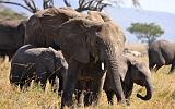 TANZANIA - Serengeti National Park - Elefanti - 4